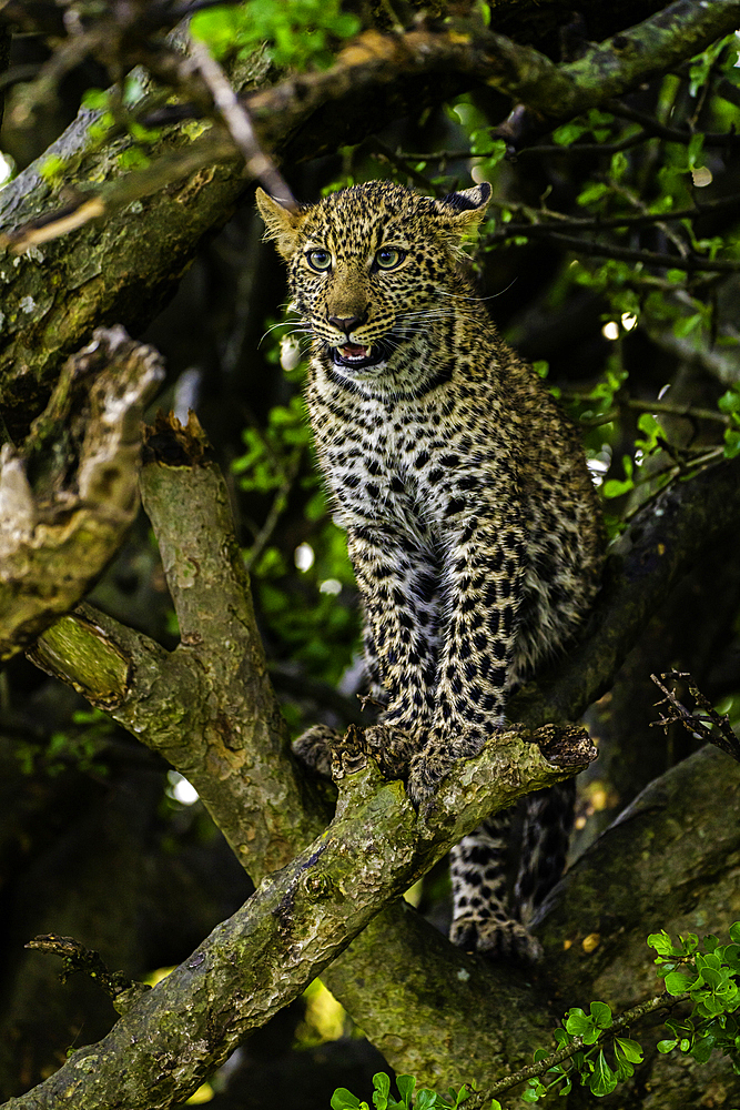 Leopard (Panthera pardus), resting in a tree in the Maasai Mara National Reserve, Kenya, East Africa, Africa