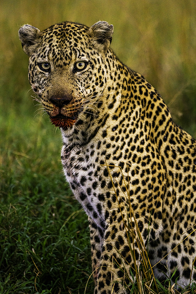 A Leopard (Panthera pardus) in the Maasai Mara National Reserve, Kenya, East Africa, Africa