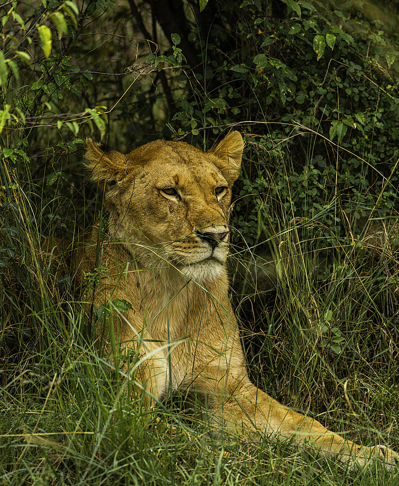 A Lion (Panthera leo), in the brush in the Maasai Mara National Reserve, Kenya, East Africa, Africa