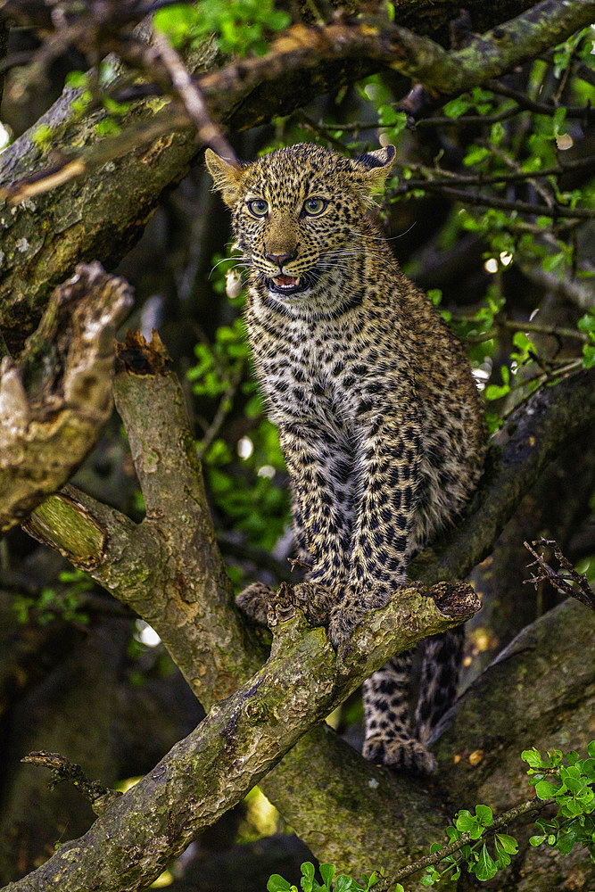 A Leopard (Panthera pardus) sitting in a tree in the Maasai Mara National Reserve, Kenya, East Africa, Africa