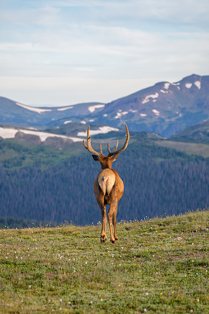 Elk (Cervus canadensis) in Rocky Mountain National Park, Colorado, United States of America, North America