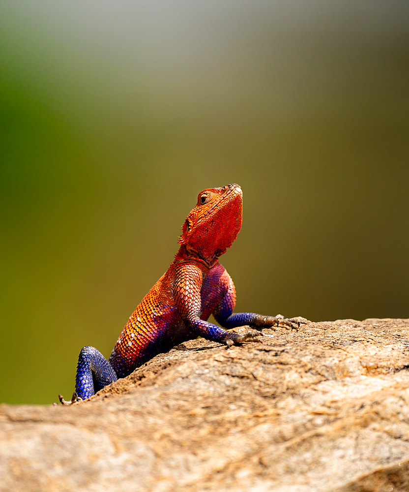 A red-headed Lizard (Agama agama) in the Maasai Mara, Kenya, East Africa, Africa