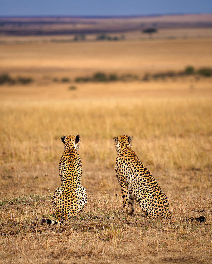 Male Cheetahs (Acinonyx jubatus) in the Maasai Mara, Kenya, East Africa, Africa