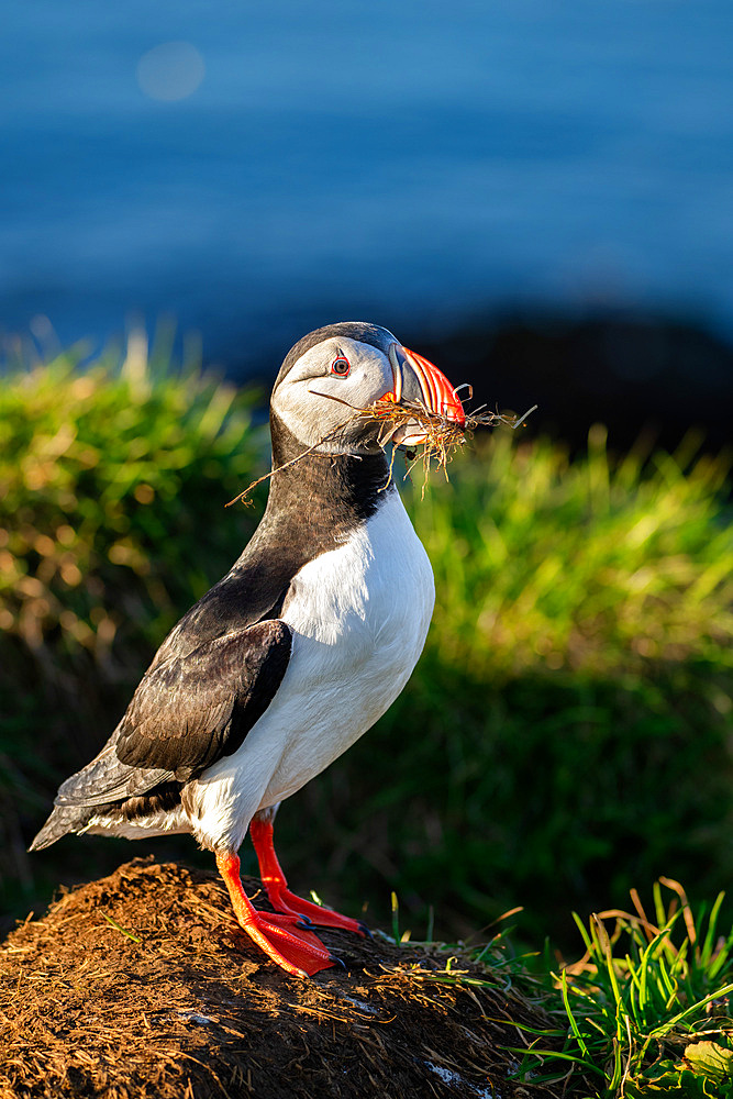 An Atlantic Puffin (Fratercula arctica), with twigs in its beak in Borgarfjaroarhofn, Iceland, Polar Regions