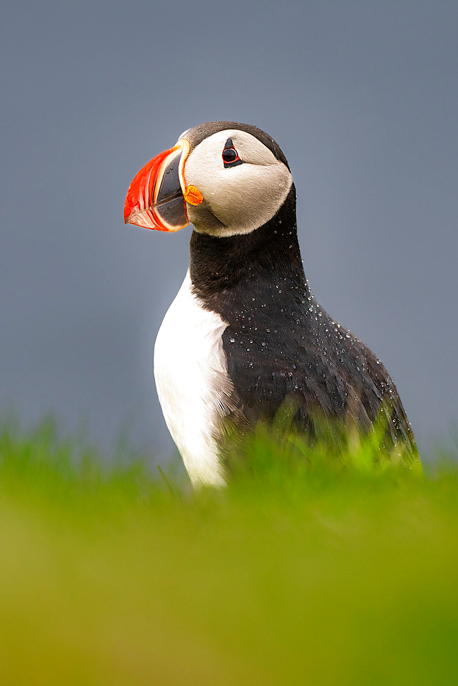 An Atlantic Puffin, Fratercula arctica, on a cliff edge in Westman Islands, Iceland