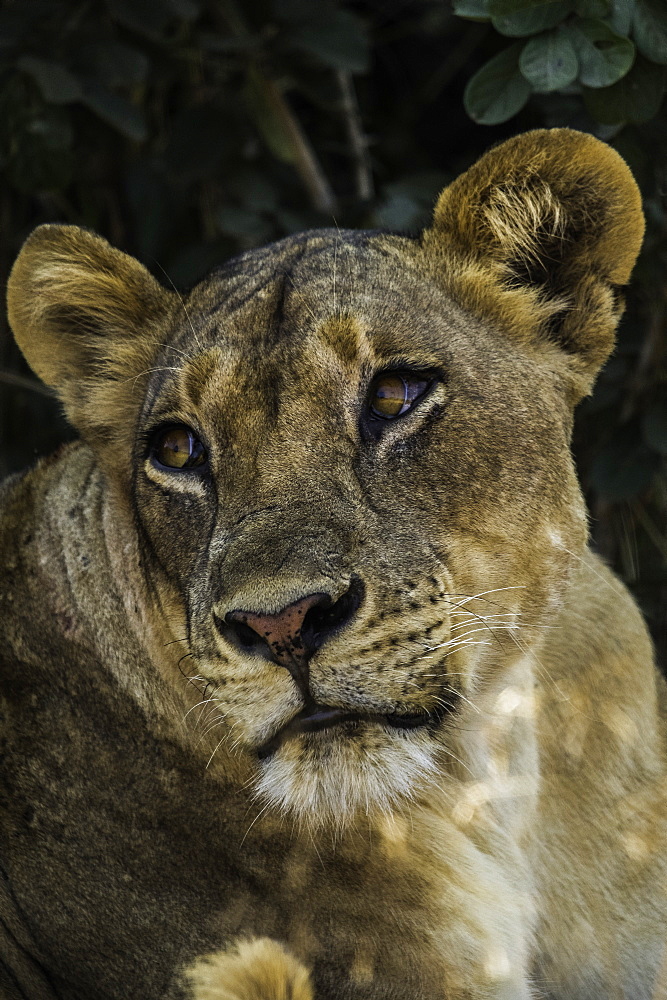 Lion stares off as it rests under shady bush, South Luangwa National Park, Zambia, Africa