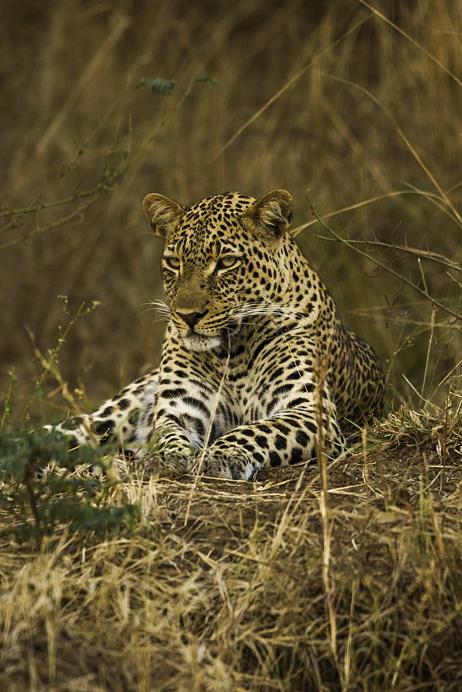 Camouflaged Leopard rests in brush and tall grass, South Luangwa National Park, Zambia, Africa