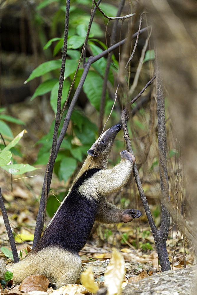 A Northern Tamandua (Ant-Eater) feeding in the forests of the Soberania National Park, Panama, Central America