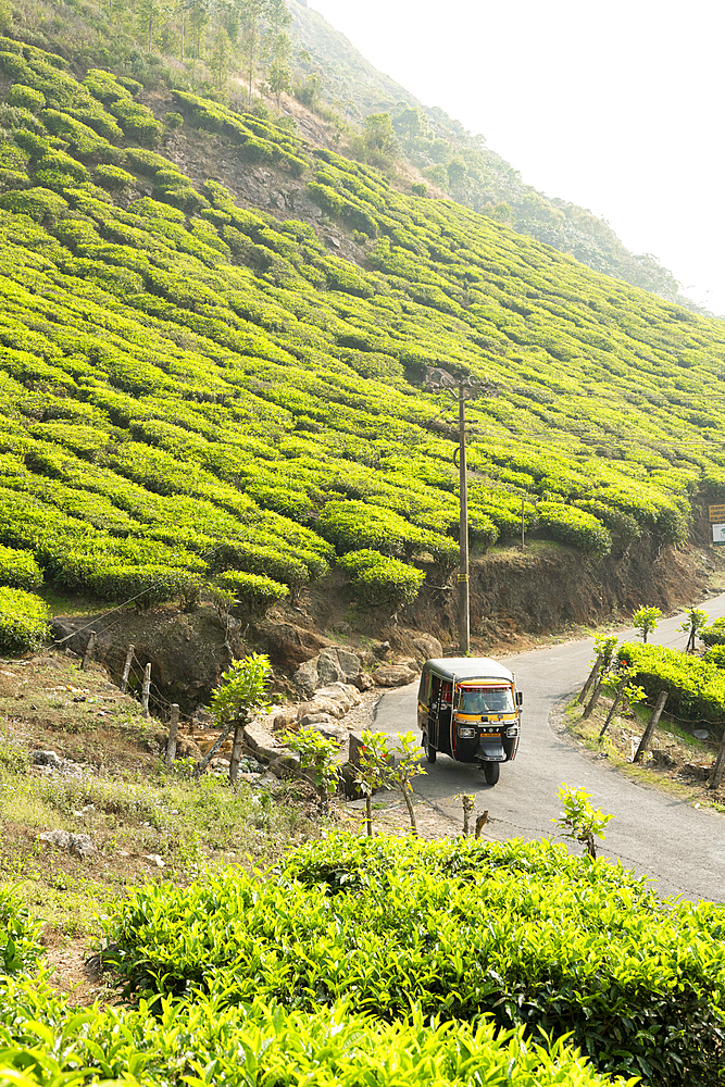 Auto or Tuk Tuk travelling through the tea plantations near Munnar, Western Ghat, Kerala, India