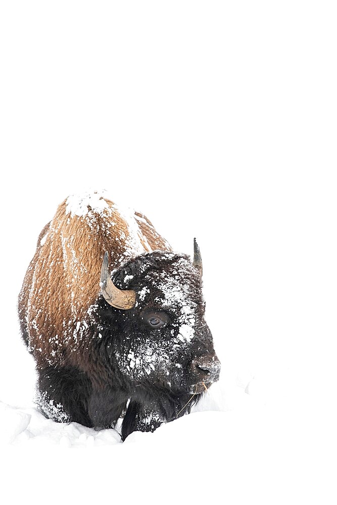 Vertical of American Bison (Bison bison), covered in snow, Montana, United States of America, North America