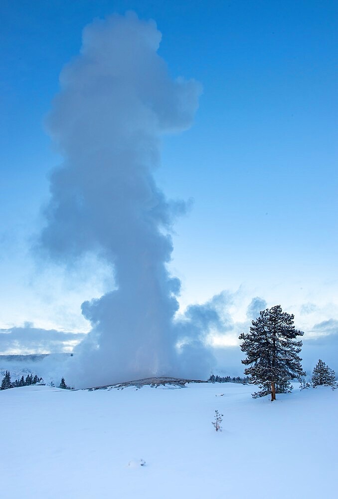 Evening eruption of Old Faithful geyser with tree and snow, Yellowstone National Park, UNESCO World Heritage Site, Wyoming, United States of America, North America