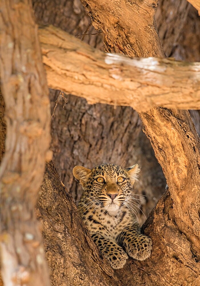 Young leopard (Panthera pardus), framed by branches, South Luangwa National Park, Zambia, Africa