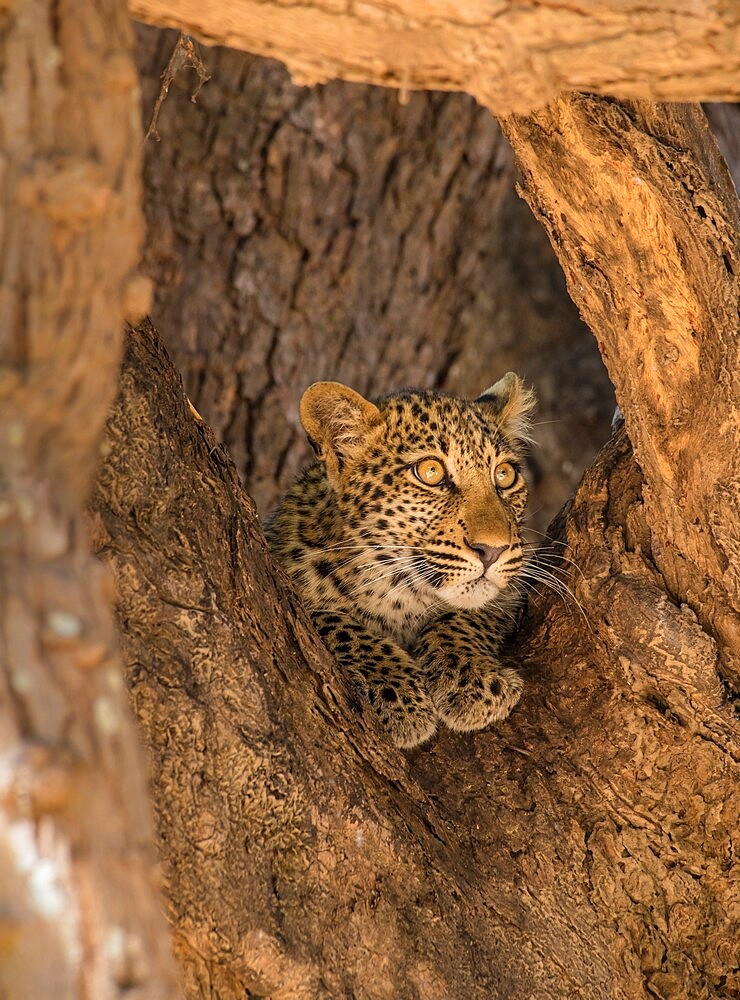 Young leopard (Panthera pardus), framed by branches, South Luangwa National Park, Zambia, Africa