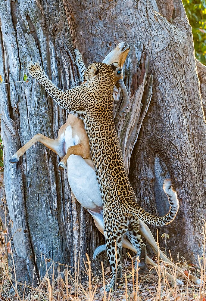 Leopard (Panthera pardus), taking impala (Aepyceros melampus) up into tree, South Luangwa National Park, Zambia, Africa