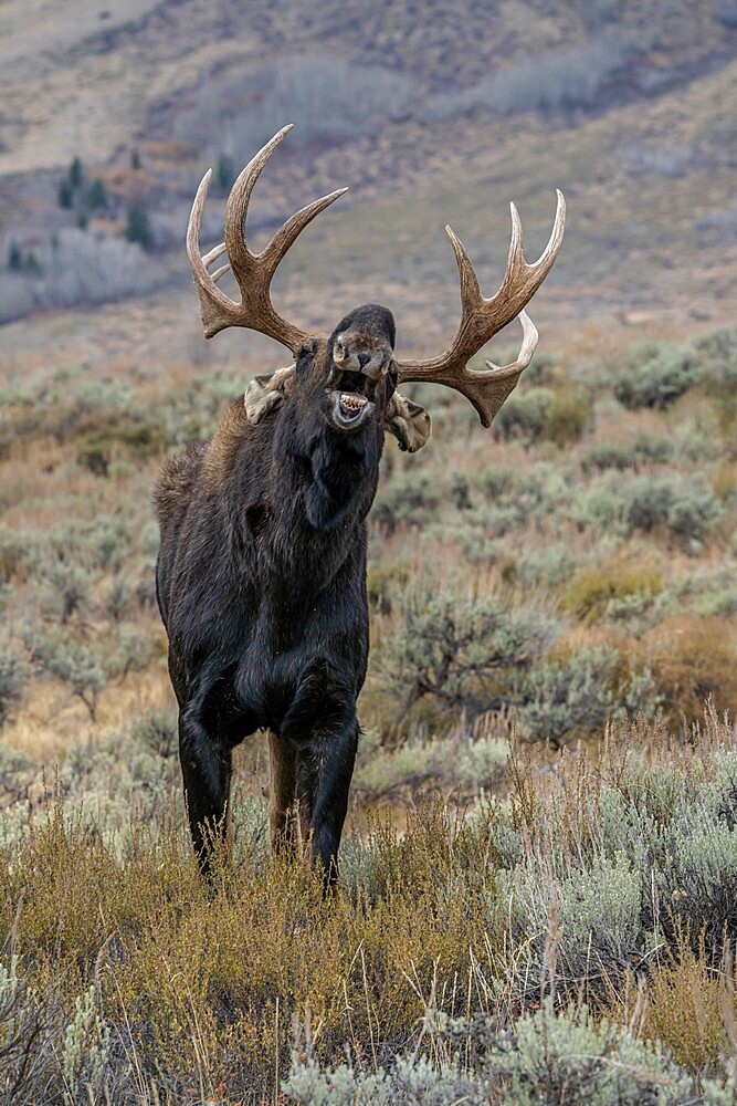 Bull moose (Alces alces) close up in laughing pose, Grand Teton National Park, Wyoming, United States of America, North America