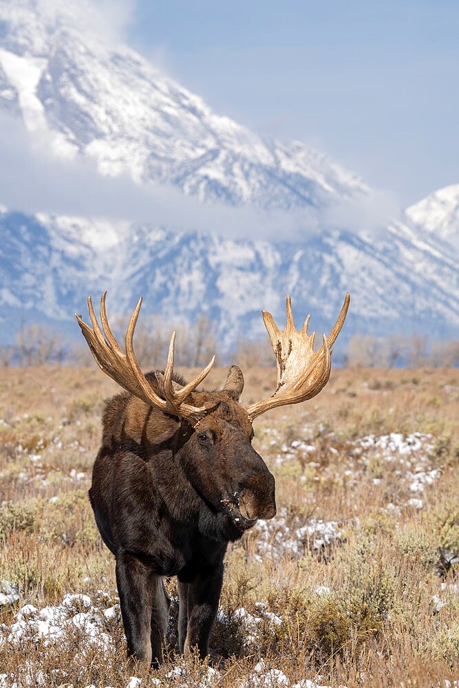 Vertical of bull moose (Alces alces) in front of Teton Range, Grand Teton National Park, Wyoming, United States of America, North America