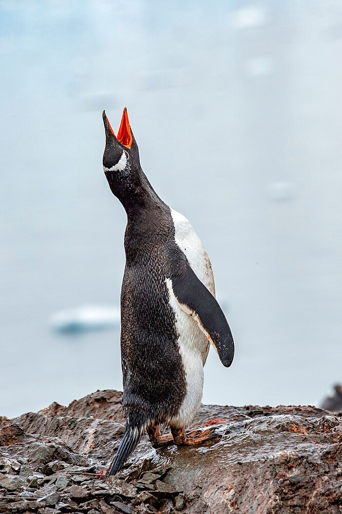 Gentoo peguin vocalizing, Antarctica, Polar Regions