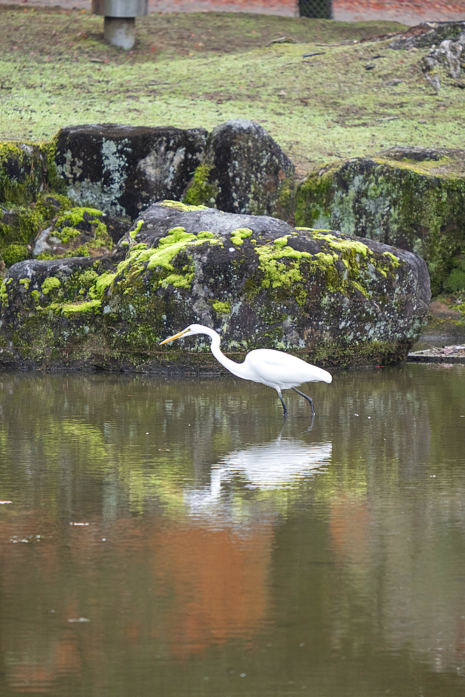 A white bird stands firmly on the surface of a body of water in Nara, Honshu, Japan, Asia