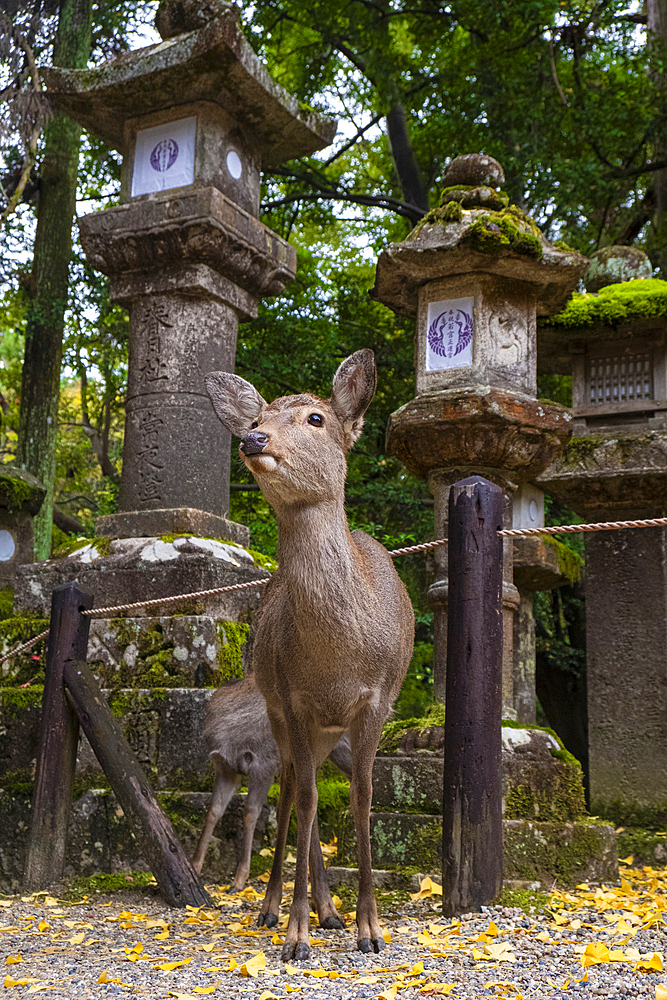 A deer stands in front of a stone lantern, showcasing the natural wildlife and historical architecture of the region, Nara, Honshu, Japan, Asia