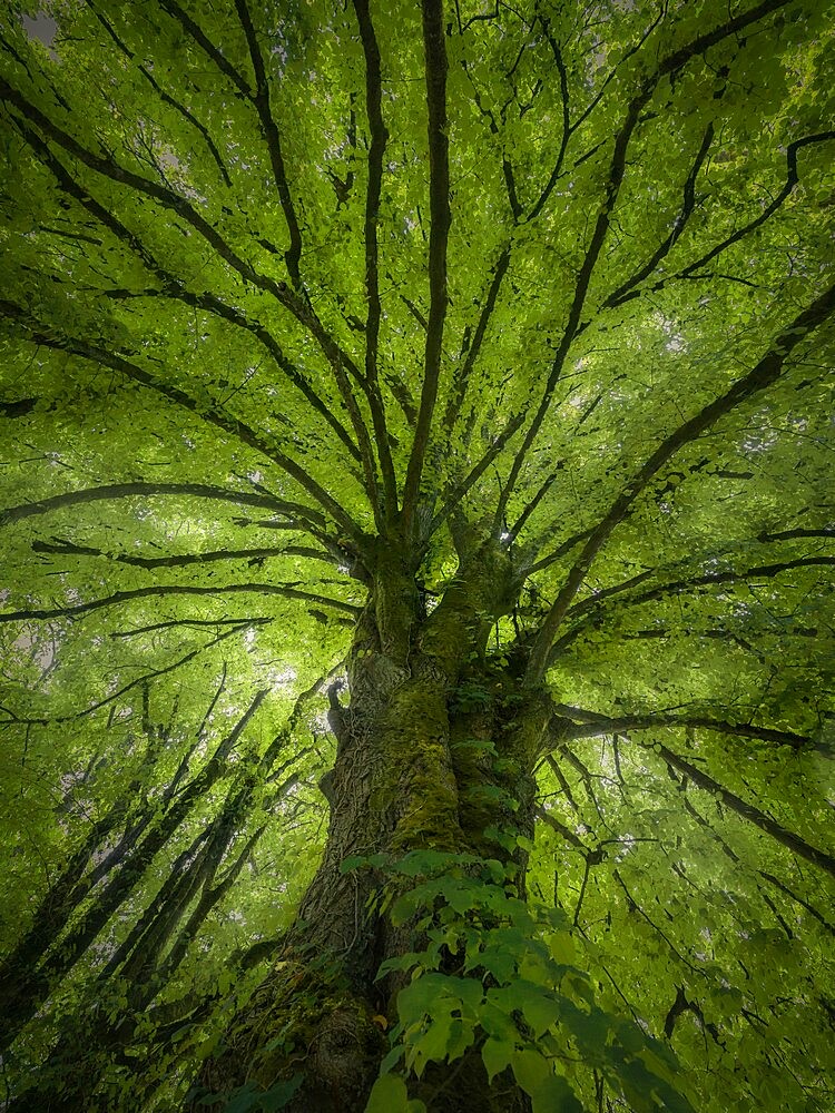 Big tree with green leaves and branches spreading all over, Brittany, France, Europe