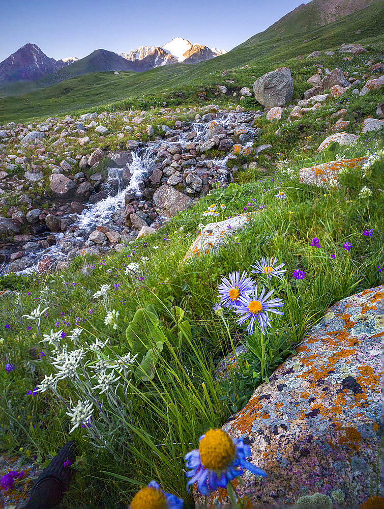 Scenic landscape of wildflowers and a flowing stream in the golden light of early morning, Kyrgyzstan, Central Asia, Asia