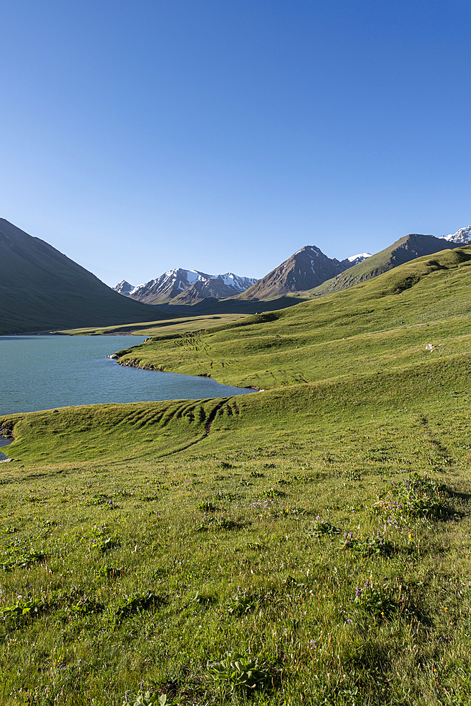 Lush green hills and clear waters of Kol Ukok Lake under a bright blue sky, Kyrgyzstan, Central Asia, Asia