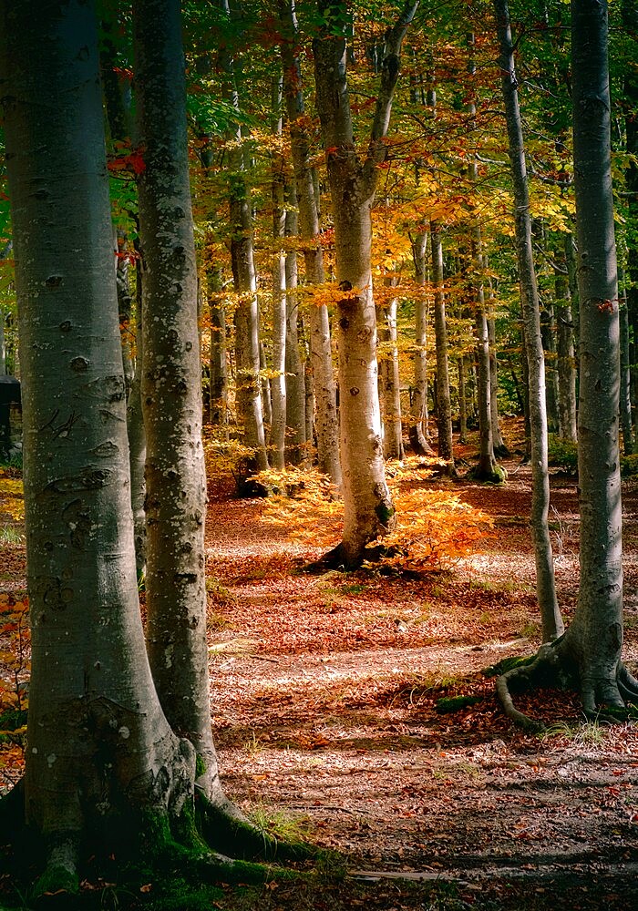 Autumn view of a beech tree in the wood, Cerreto Laghi, Emilia Romagna, Italy, Europe