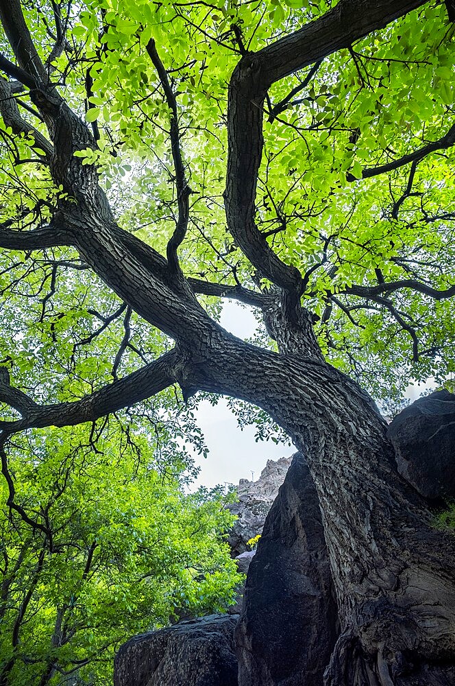 Twisted green tree in the Atlas, Morocco, North Africa, Africa