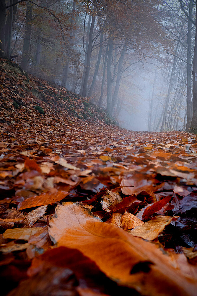 Trail in the wood on a foggy day all covered by dead leaves, Rhineland-Palatinate, Germany, Europe