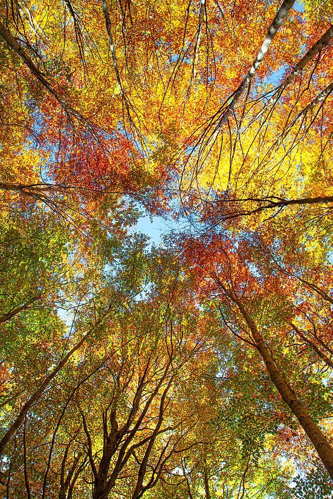 Converging trees photographed from below looking up to the sky with foliage in autumn colors, Emilia Romagna, Italy, Europe