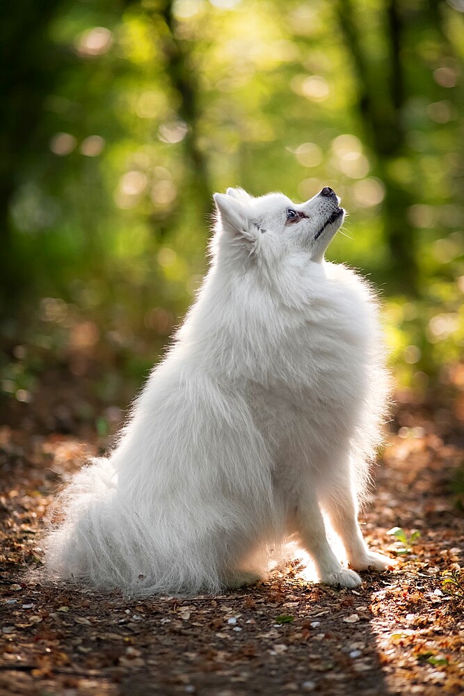 Side view of white spitz dog looking upward at sunset, Italy, Europe