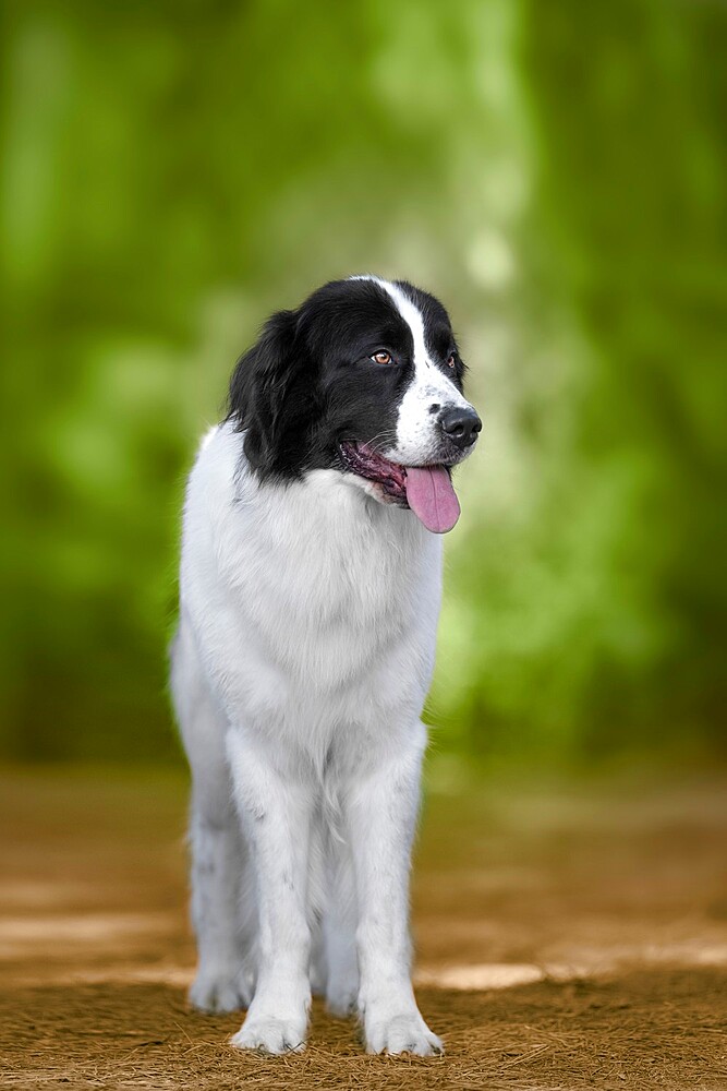 Black and white Landseer dog breed standing, Italy, Europe