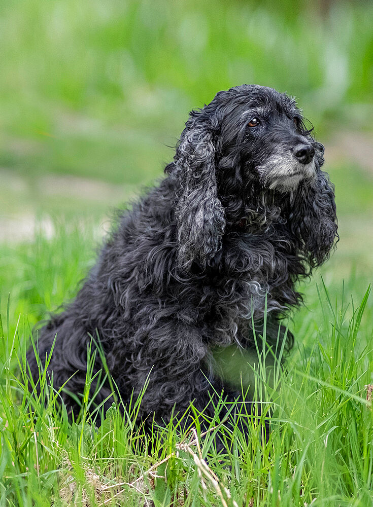 Black Cocker Spaniel dog breed sitting in the grass, Italy, Europe