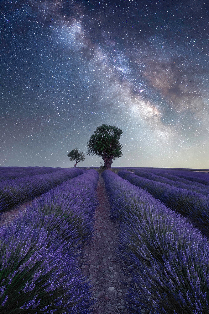 Milky way above a lavender field and two small trees on the Plateau de Valensole, Provence, France, Europe