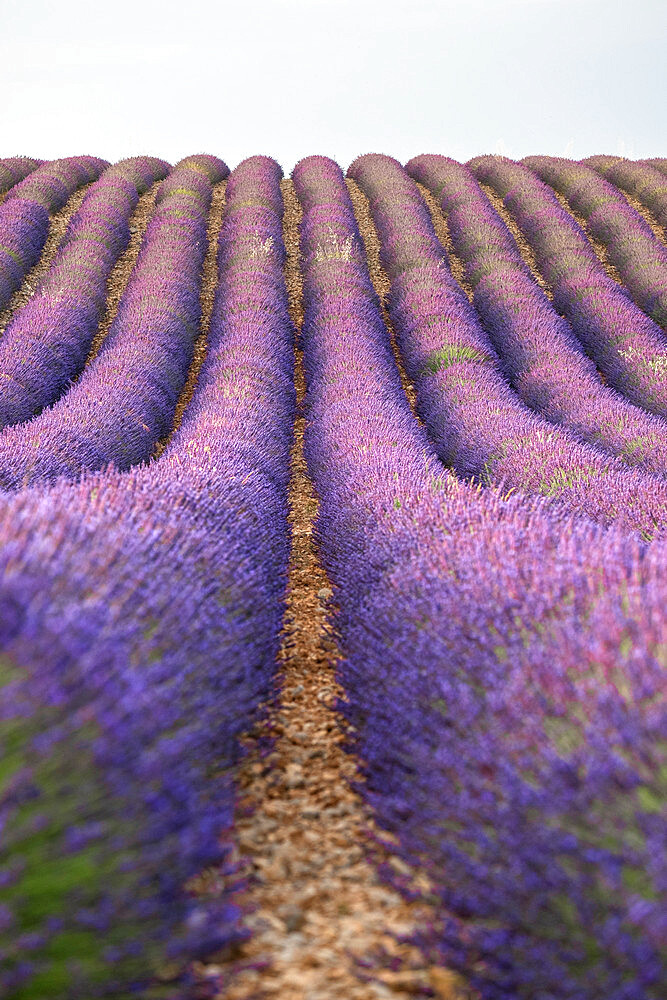 Lavender lines, lavender field, Plateau de Valensole, Provence, France, Europe