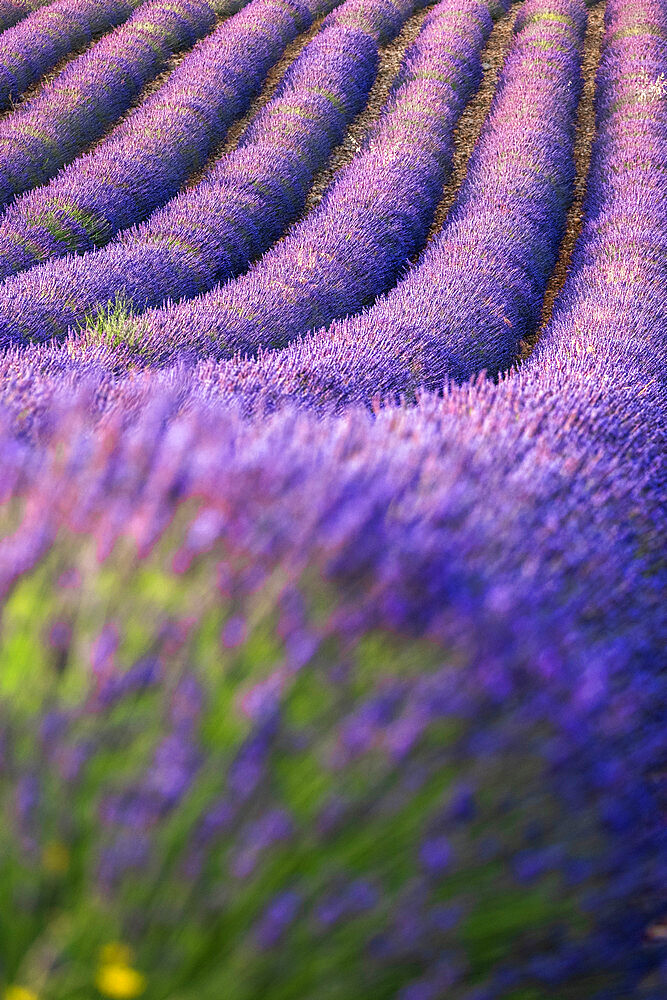 Lavender lines, lavender field, Plateau de Valensole, Provence, France, Europe