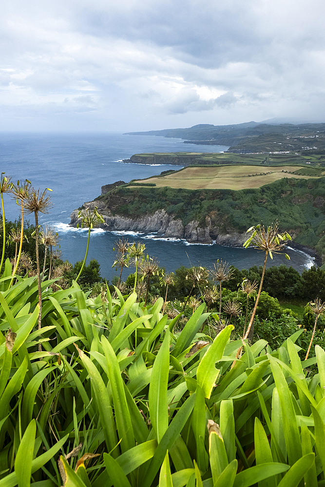 View of the coast of the island of Sao Miguel, with green plants in foreground, the Azores islands, Portugal, Atlantic, Europe