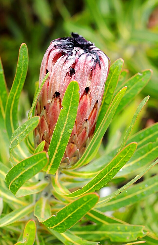 Protea neriifolia (Bearded Protea), Western Cape, South Africa, Africa