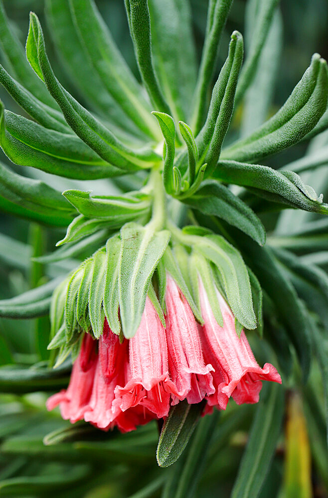 Gouriqua lobostemon (Lobostemon belliformis), Cape Town, South Africa, Africa