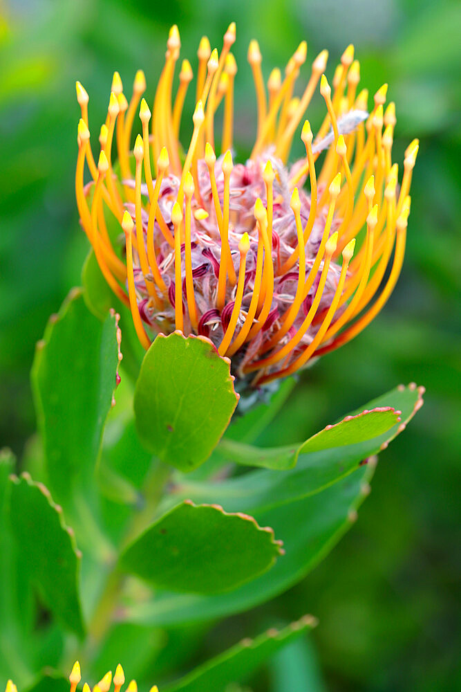 Common Pincushion Protea (Leucospermum cordifolium), Cape Town, South Africa, Africa