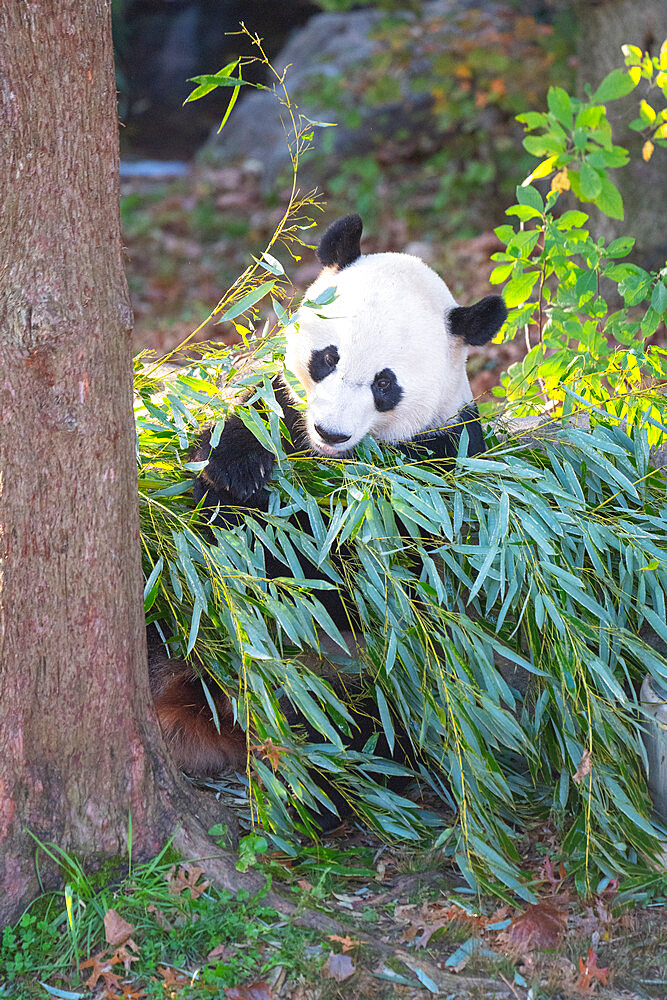 Bei Bei the Giant Panda eats bamboo in his enclosure at the Smithsonian National Zoo in Washington DC, United States of America, North America