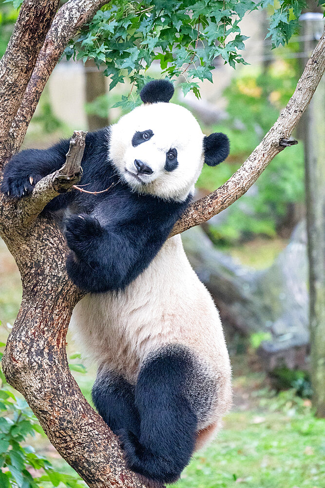 Bei Bei the Giant Panda climbs a tree in his enclosure at the Smithsonian National Zoo in Washington DC, United States of America, North America