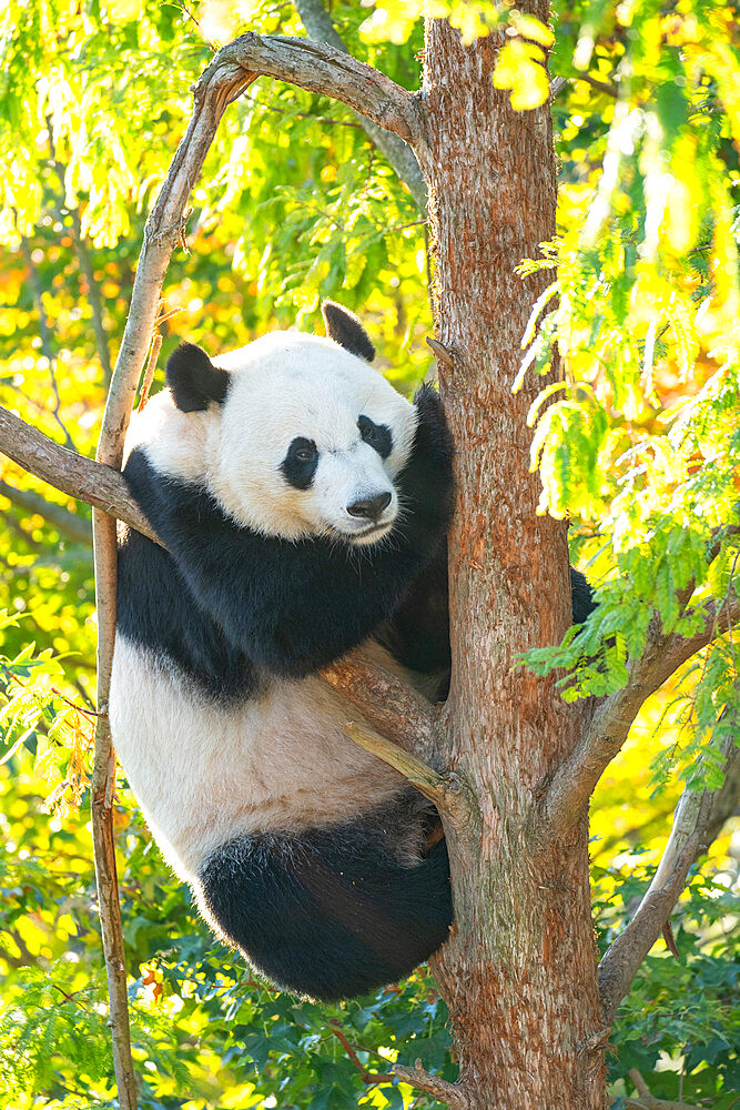 Bei Bei the Giant Panda climbs a tree in his enclosure at the Smithsonian National Zoo in Washington DC, United States of America, North America