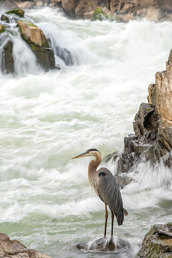 Great Blue Heron at Great Falls on the Potomac River near Potomac, Maryland, United States of America, North America