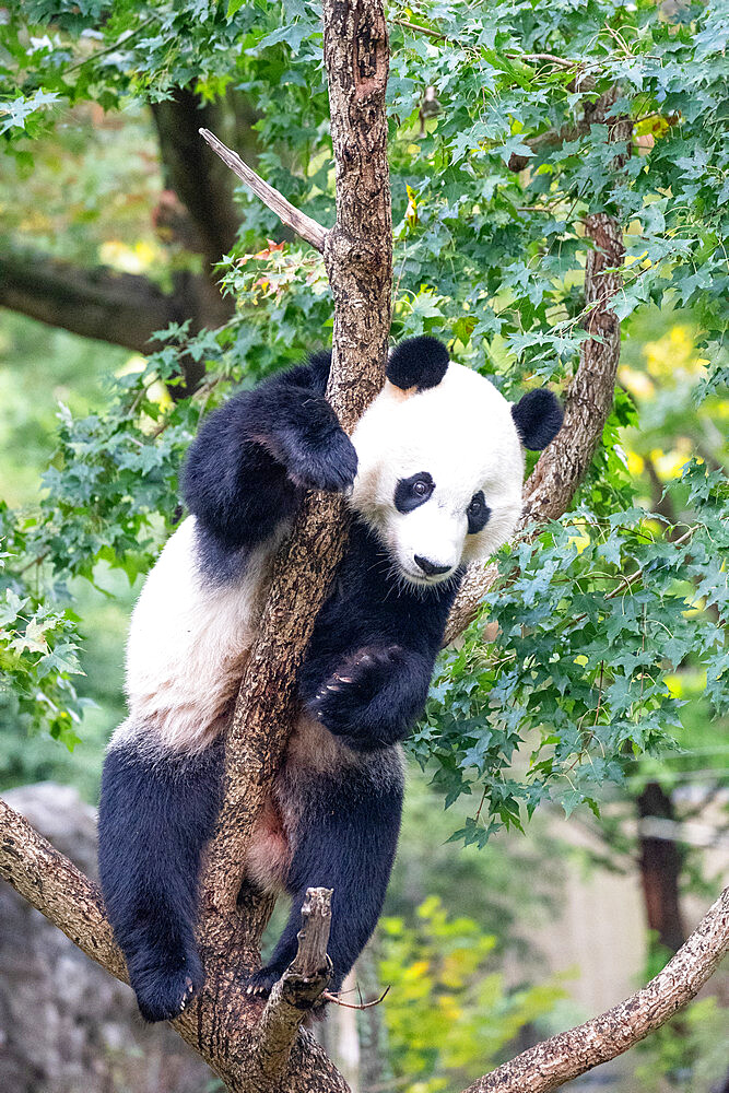 Bei Bei the Giant Panda climbs a tree in his enclosure at the Smithsonian National Zoo in Washington DC, United States of America, North America