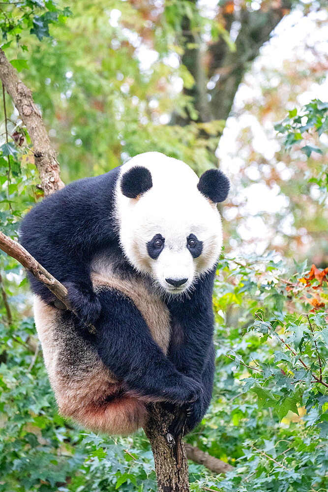 Bei Bei the Giant Panda climbs a tree in his enclosure at the Smithsonian National Zoo in Washington DC, United States of America, North America