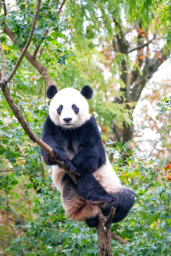 Bei Bei the Giant Panda climbs a tree in his enclosure at the Smithsonian National Zoo in Washington DC, United States of America, North America