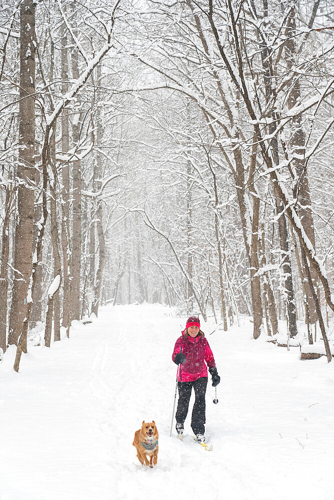 Jennifer Jordan and dog Jack cross country ski the Berma Road near Potomac, Maryland, United States of America, North America