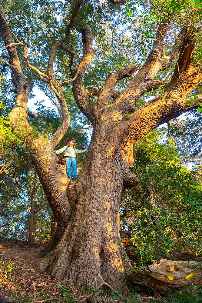 A woman in the branches of one of the largest and oldest Live Oaks in the Outer Banks of North Carolina, Nags Head, North Carolina, United States of America, North America