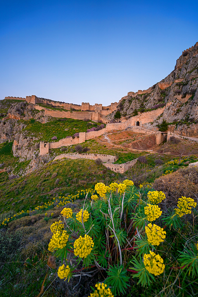 Acrocorinth historic castle on top of the mountain at sunset with Euphorbia characias Mediterranean spurge yellow flowers in Greece